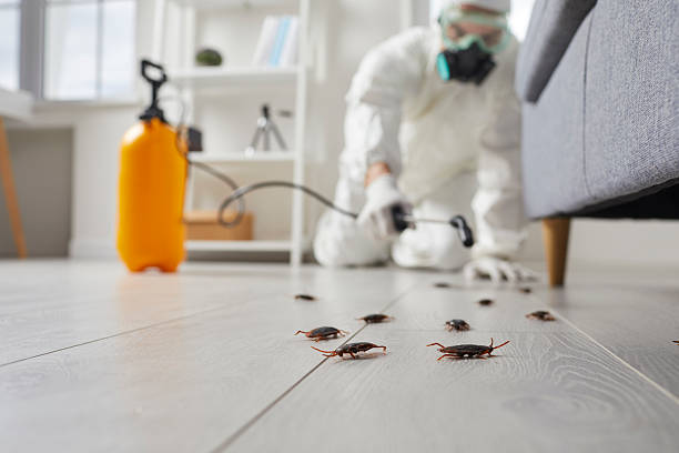 Commercial Kitchen Cockroach Control in New Beaver